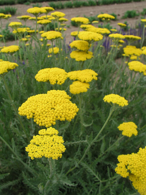Achillea filipendulina ‘Coronation Gold' - Obrázek 2