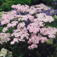 Achillea ‘Apfelblute’