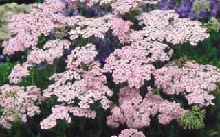 Achillea ‘Apfelblute’
