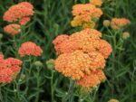 Achillea millefolium ‘Terracotta’ K11x11 - Image 2