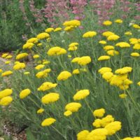 Achillea filipendulina ‘Coronation Gold'