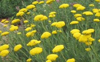 Achillea filipendulina ‘Coronation Gold'