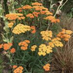 Achillea millefolium ‘Terracotta’ K11x11