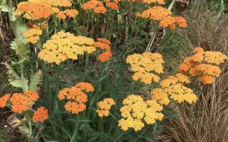 Achillea millefolium ‘Terracotta’ K11x11