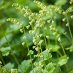 Tellima grandiflora ‘Rubra’ K11x11 - Obrázek 2