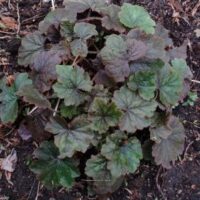 Tellima grandiflora ‘Rubra’ K11x11