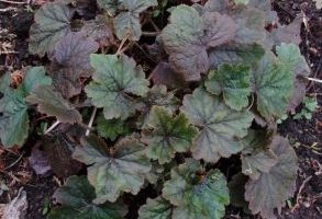 Tellima grandiflora ‘Rubra’ K11x11