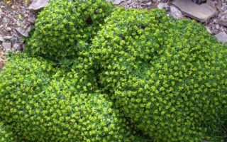 Azorella trifurcata ´Minima´