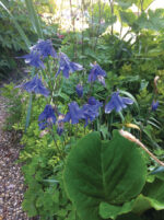 Aquilegia alpina Navy Blue, K9x9
