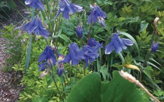 Aquilegia alpina Navy Blue, K9x9