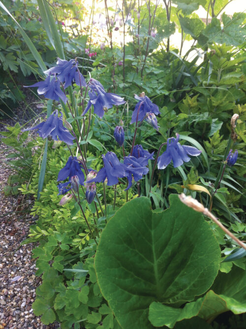 Aquilegia alpina Navy Blue, K9x9 - Image 1