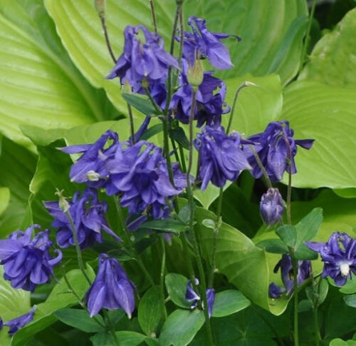 Aquilegia alpina Navy Blue, K9x9 - Image 2