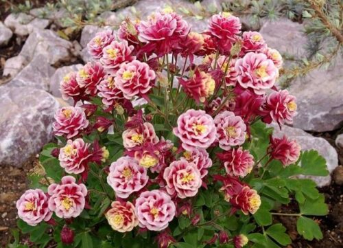 Aquilegia vulgaris Winky Red–White K9 - Image 1