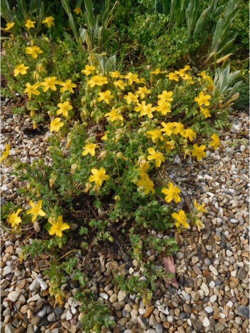 Hypericum olympicum - Obrázek 1
