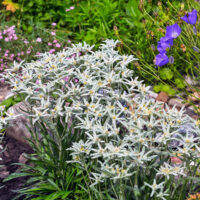 Leontopodium alpinum 'May snow' K9