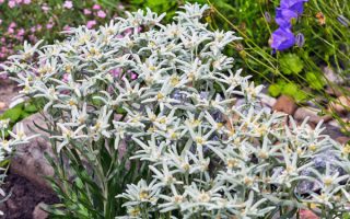 Leontopodium alpinum 'May snow' K9