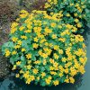 Caltha palustris - Kontejner pr.11 cm
