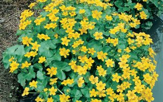 Caltha palustris