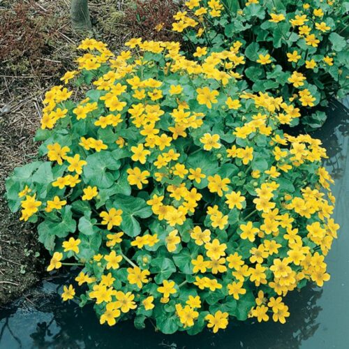 Caltha palustris - Obrázek 1