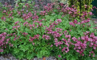 Astrantia major ´Rubra´