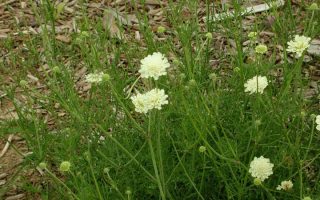 Scabiosa columbaria Hlaváč fialový Moon dance K2l