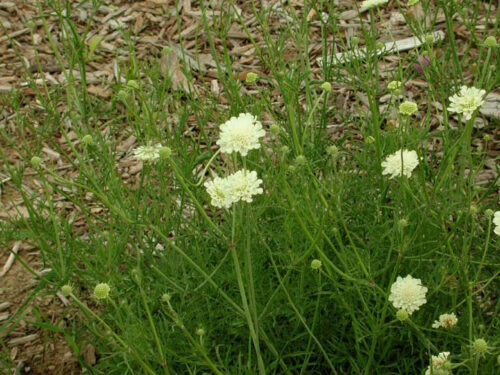 Scabiosa columbaria Hlaváč fialový Moon dance K2l - Obrázek 1