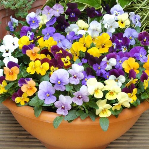 Viola cornuta P9 - Image 1