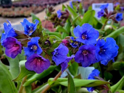 Pulmonaria ´Blue Ensign´ - Obrázek 2