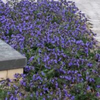 Pulmonaria ´Blue Ensign´