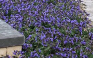 Pulmonaria ´Blue Ensign´