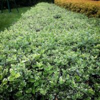 Euonymus fortunei 'Emerald Gaiety'