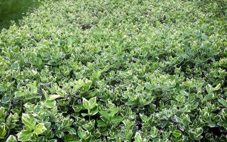 Euonymus fortunei 'Emerald Gaiety'