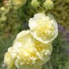 Alcea rosea 'Pleniflora' - Žluté květy