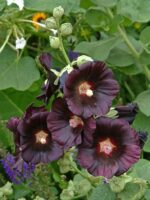 Alcea rosea Nigra P11 - Obrázek 2