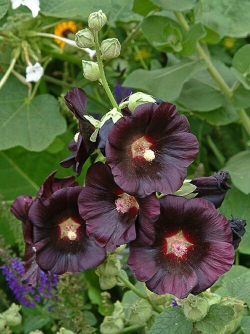 Alcea rosea Nigra P11 - Obrázek 2