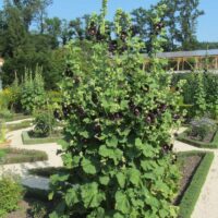 Alcea rosea Nigra P11