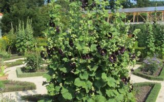 Alcea rosea Nigra P11