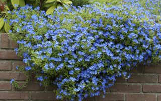 Lithodora diffusa Kamejka větvená – TRVALKA, Půdopokryv