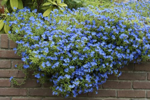 Lithodora diffusa Kamejka větvená – TRVALKA, Půdopokryv - Obrázek 1