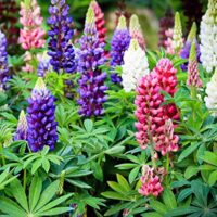 Lupinus polyphyllus P 13