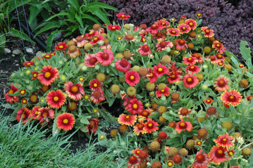 Gaillardia grandiflora 'Arizona red shades' - Obrázek 1