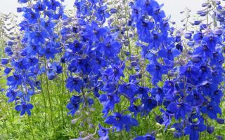 Delphinium belladonna ‘Völkerfrieden’ K2l