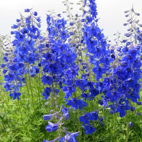 Delphinium belladonna ‘Völkerfrieden’ K2l - Image 1