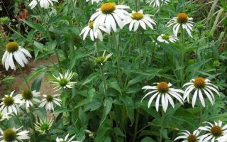 Echinacea purpurea Třapatka nachová, Baby Swan White h9