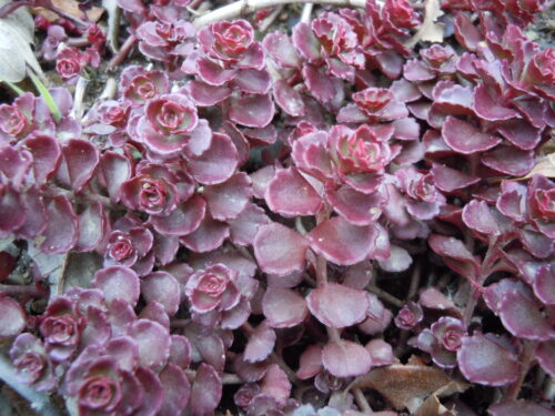 Sedum spurium Dragon´s Blood K11 - Obrázek 2