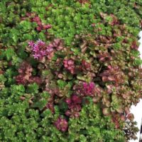 Sedum spurium Dragon´s Blood K11