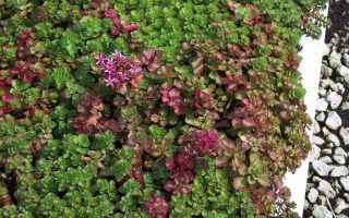 Sedum spurium Dragon´s Blood K11