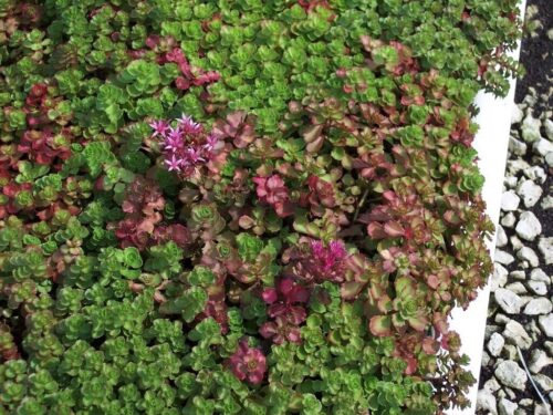 Sedum spurium Dragon´s Blood K11 - Obrázek 1