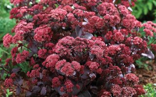 Sedum telephium ´Purple Emperor´ K11