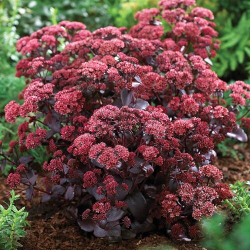 Sedum telephium ´Purple Emperor´ K11 - Obrázek 1